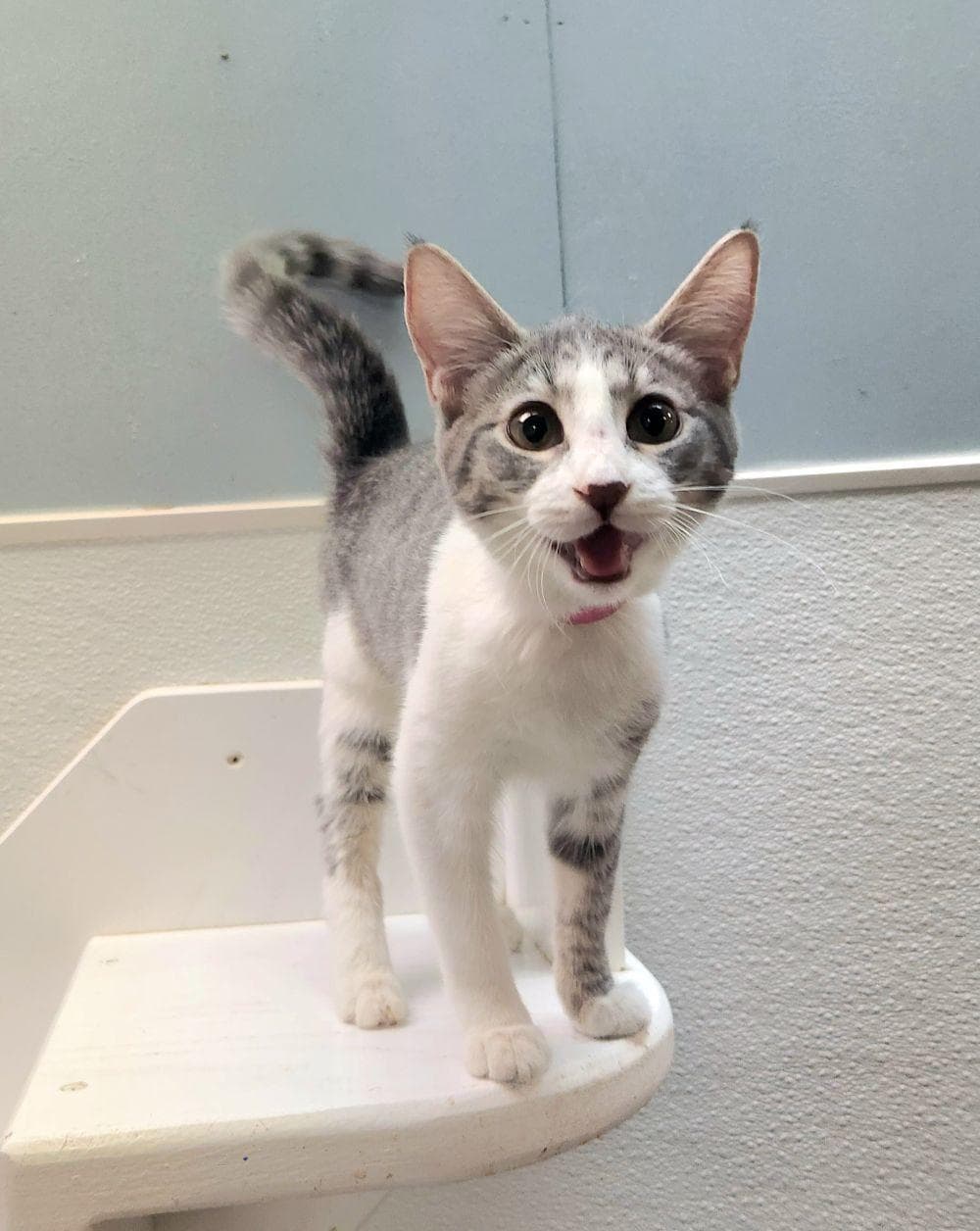 Kitten  Susie - Domestic Medium Hair