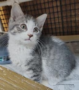 Kitten  Susie image 2