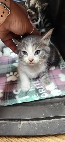 Kitten  Susie image 3