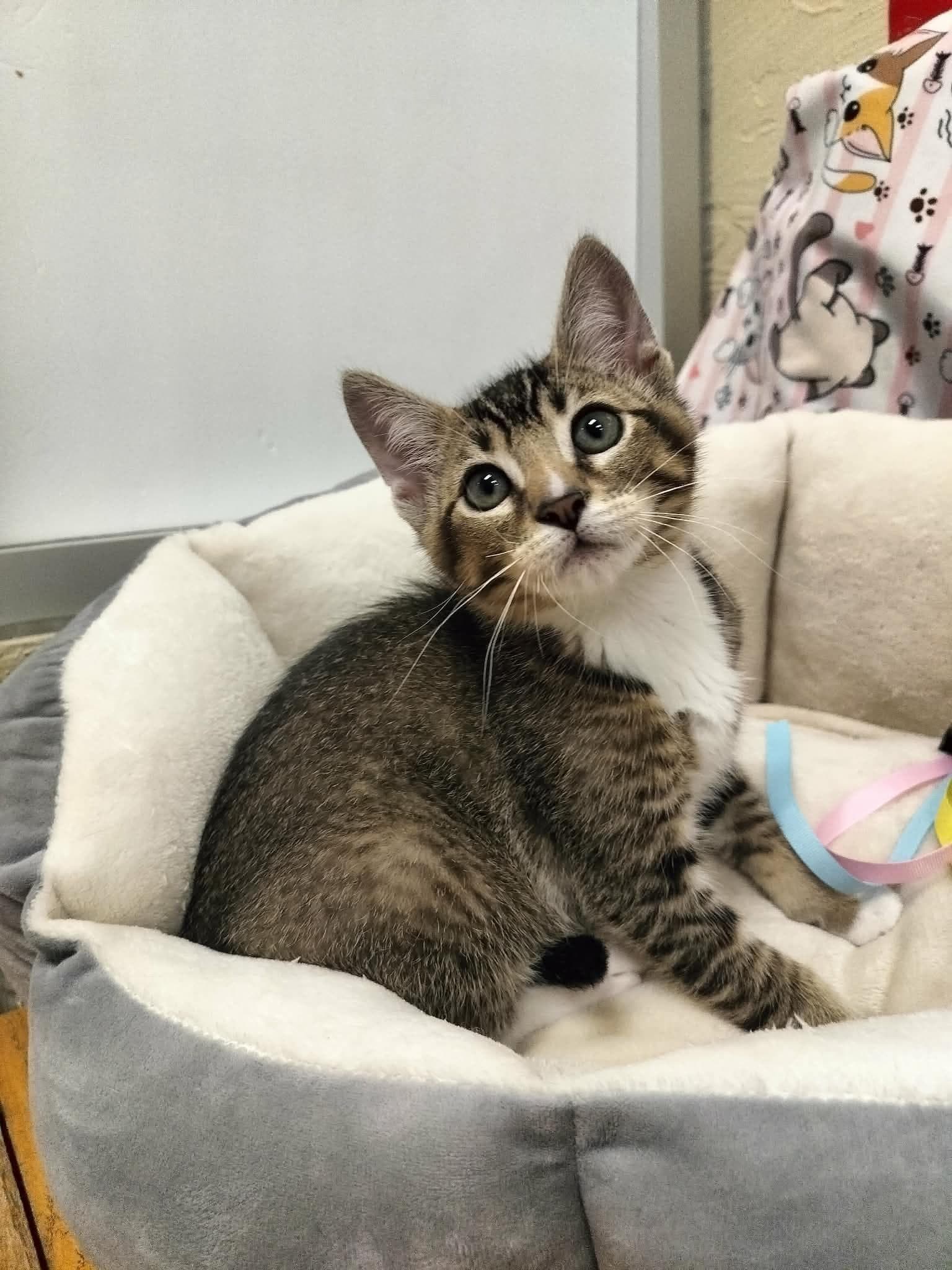 Latte - Abyssinian