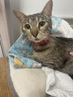 Mia - Tabby