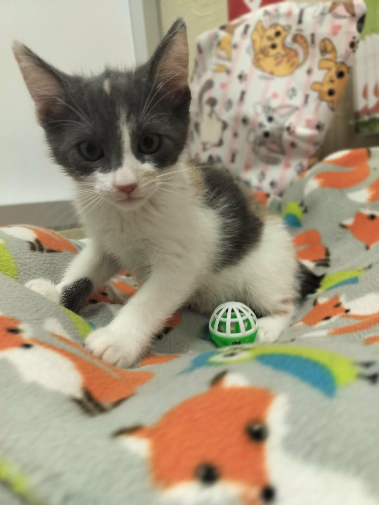Nia - Dilute Calico