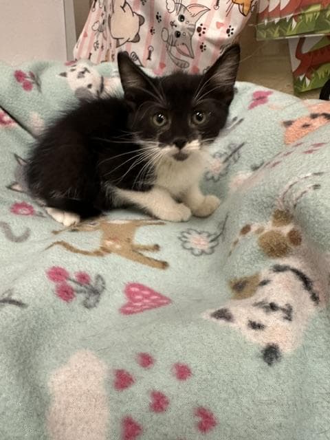 Noir - Domestic Short Hair