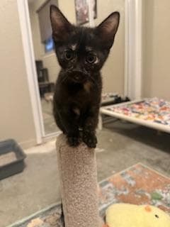 Nova - Tortoiseshell