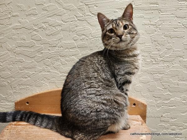 Octavia - Tabby