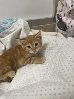 Praline - Tabby