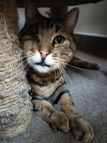 Skittles - Tabby