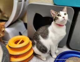Tinker image 1