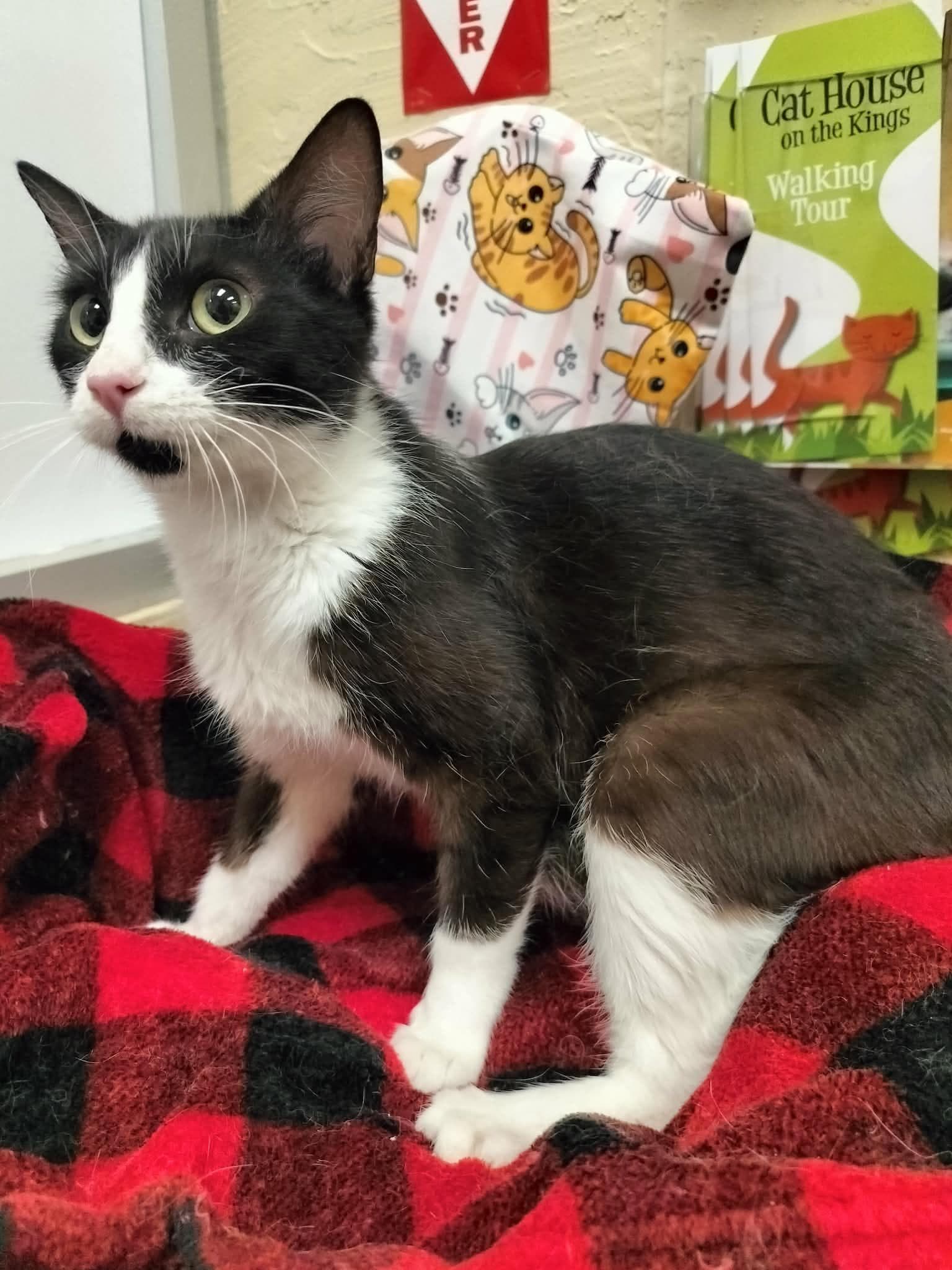 Trina - Domestic Short Hair