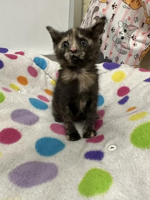 Windy - Tortoiseshell