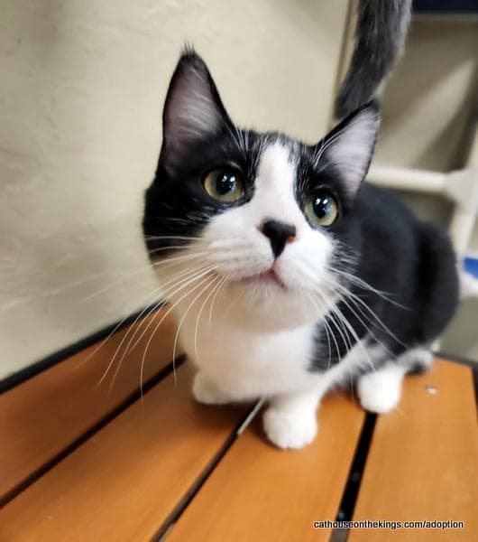 Zay - Domestic Short Hair