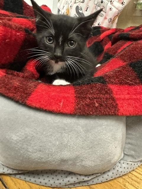 Binky - Domestic Short Hair