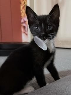 Binky image 2