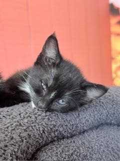 Binky image 4