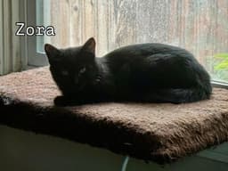 Zora image 4