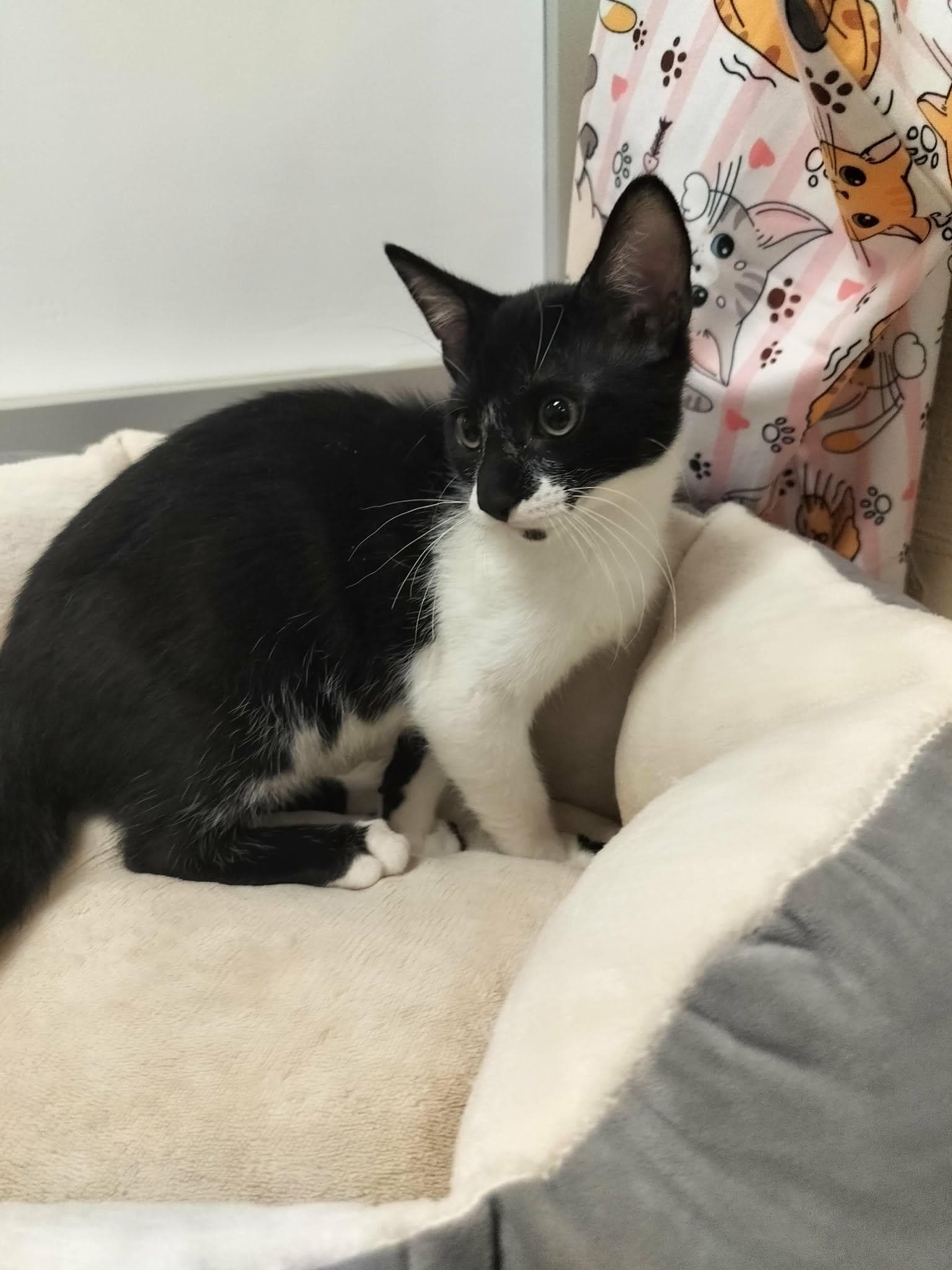 Koda - Domestic Short Hair