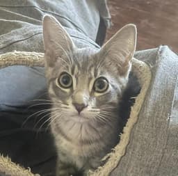 Alfie image 1