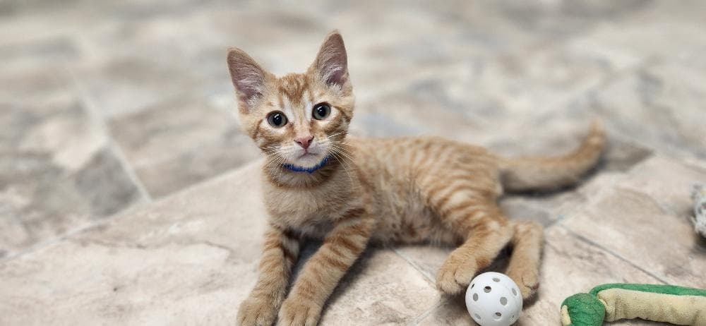 Kitten  Rigatoni - Tabby