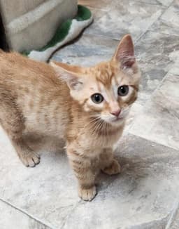 Kitten  Rigatoni image 2