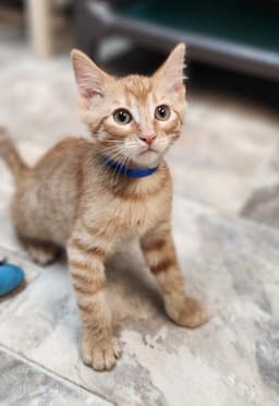 Kitten  Rigatoni image 3