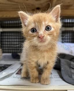 Kitten  Rigatoni image 4