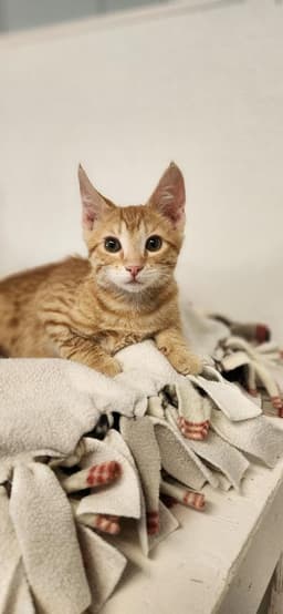 Kitten  Pixel image 1