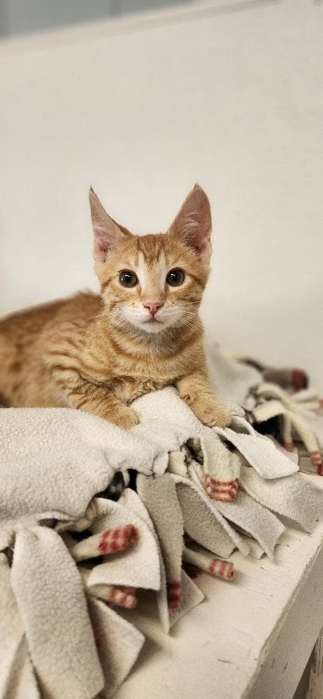 Kitten  Pixel - Tabby