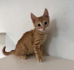Kitten  Pixel image 2