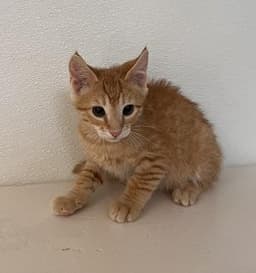 Kitten  Pixel image 3