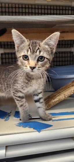 Kitten  Jaime image 1