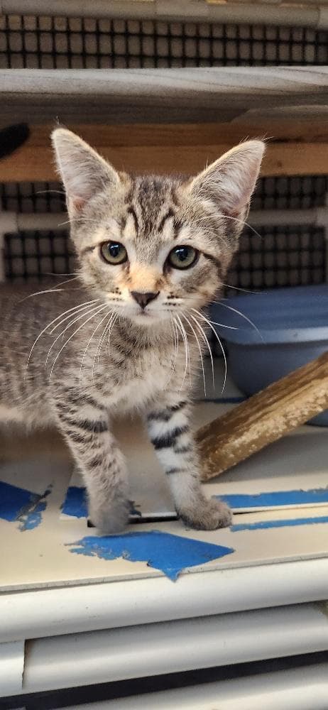 Kitten  Jaime - Tabby