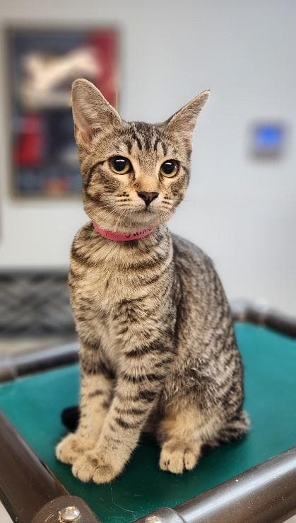 Kitten  Jaime - Tabby