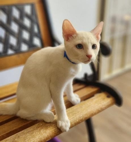 Kitten  Mayo - Siamese