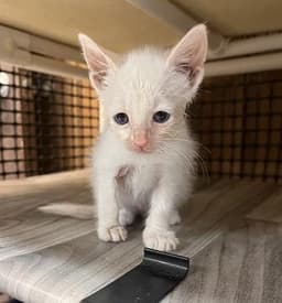 Kitten  Mayo image 2