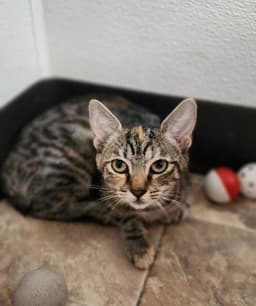 Kitten  Luna image 1