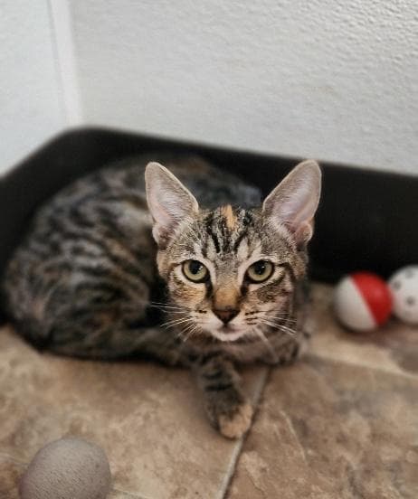 Kitten  Luna - Torbie