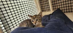 Kitten  Luna image 3
