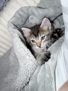 Timmy image 4