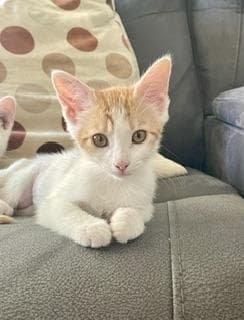 Claire - Domestic Short Hair