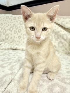 Sand Storm - Domestic Short Hair