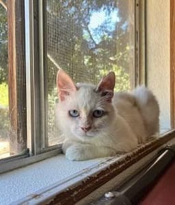 Cat  Meowly Cyrus image 1