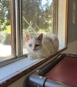 Cat  Meowly Cyrus image 2