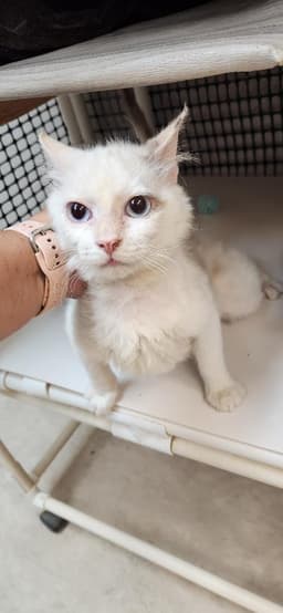 Cat  Meowly Cyrus image 3