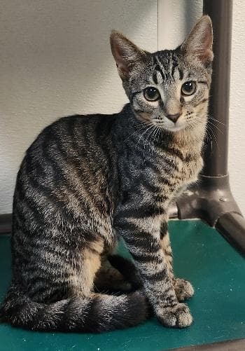 Kitten  Conchita - Tabby