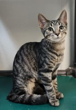 Kitten  Conchita image 2