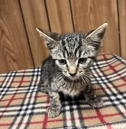 Kitten  Conchita image 3