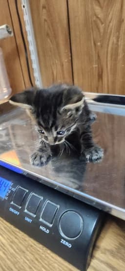 Kitten  Conchita image 4