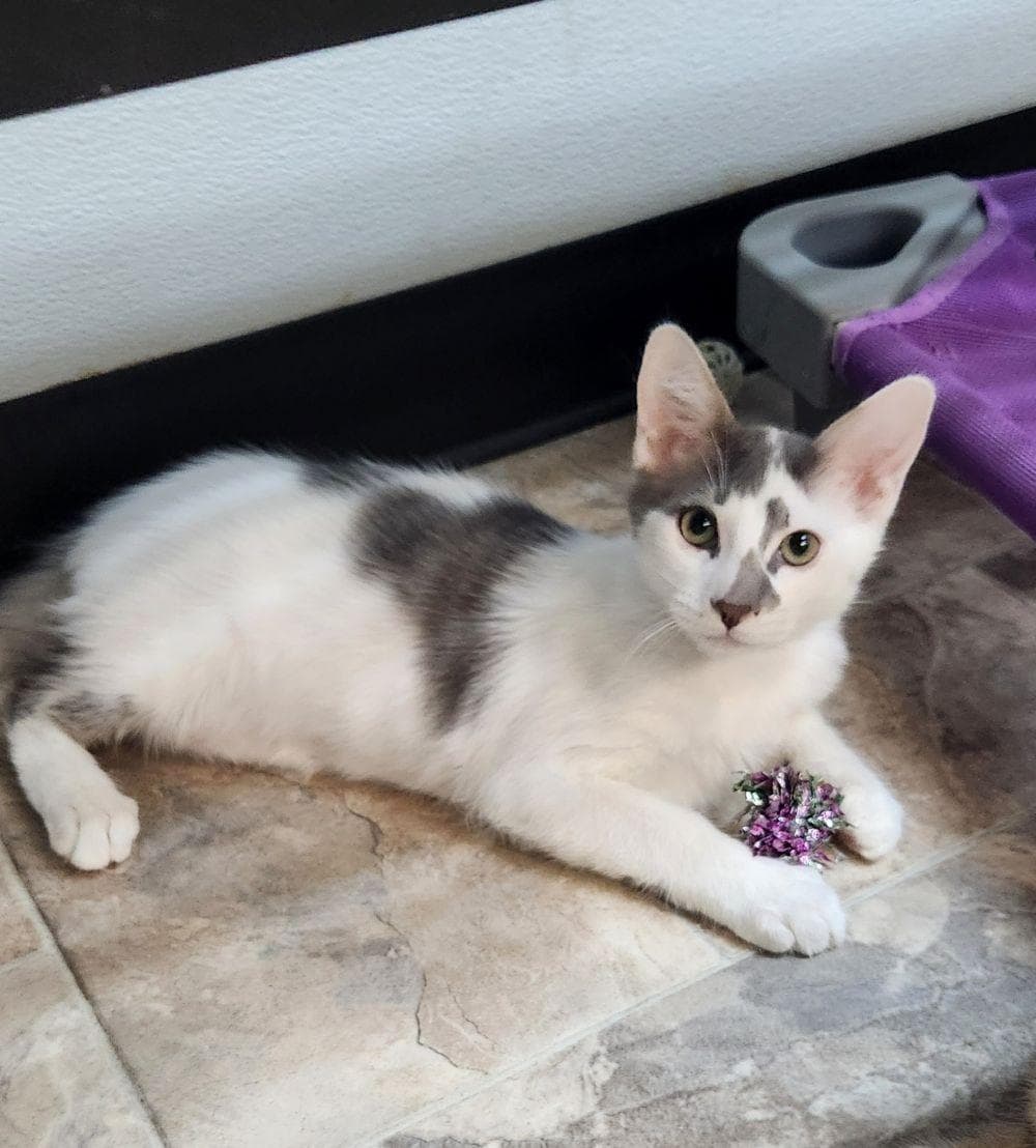 Kitten  Ferris - Domestic Short Hair