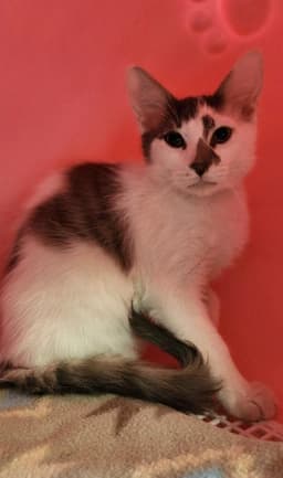 Kitten  Ferris image 2