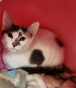 Kitten  Ferris image 3